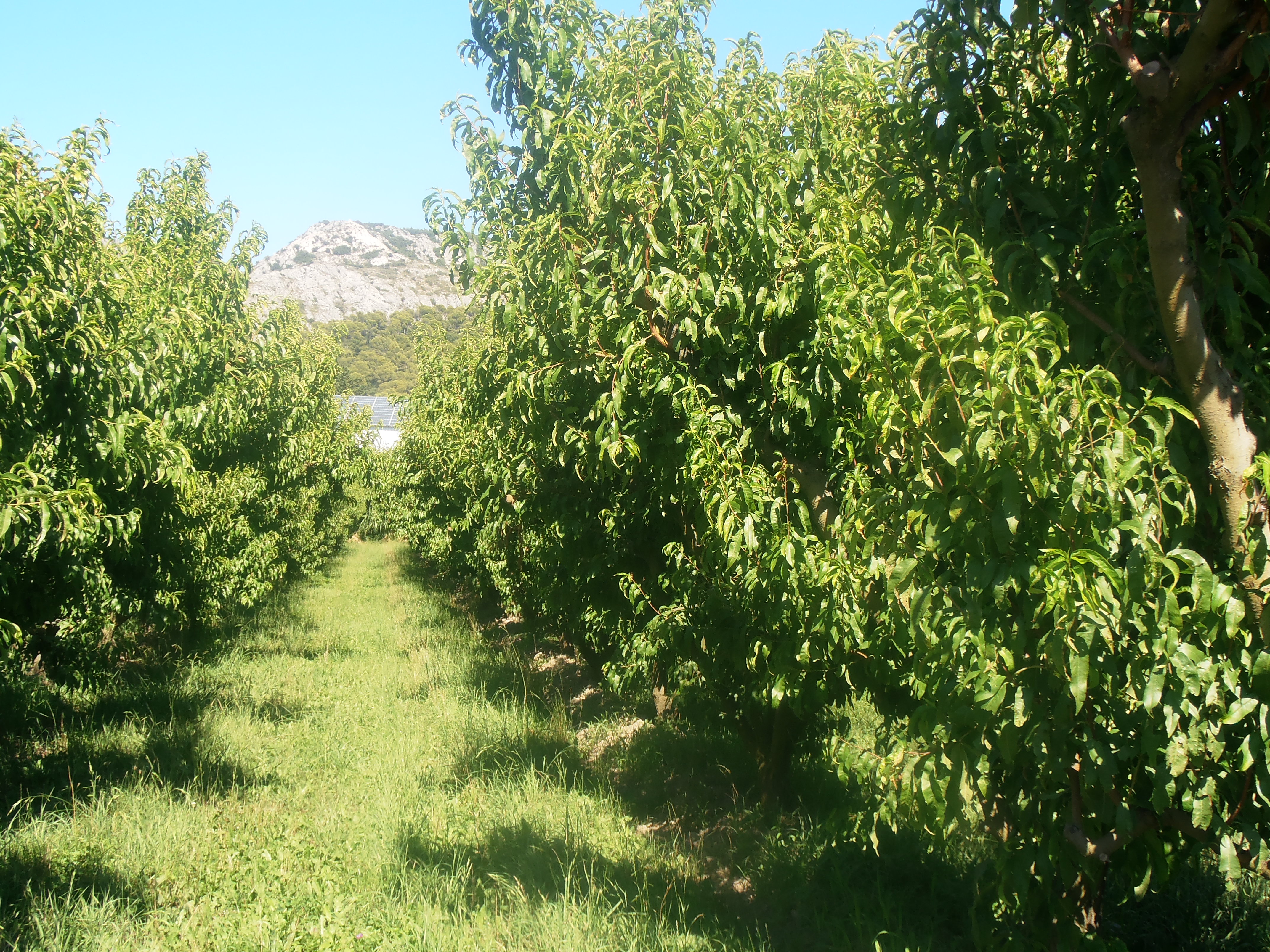 Les vergers des Jardins de Gaïa au pied du Luberon