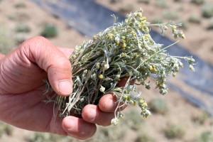 Un bouquet de génépi cueilli brin par brin