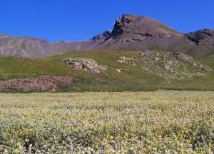 Le champ de génépi à l'heure de la récolte (photo Bruno Gonnon)