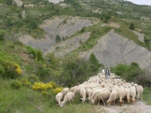 Elevage en PACA