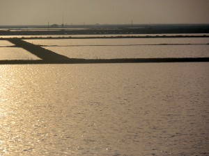 Rizière de Camargue aujourd'hui