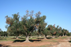 Xylella dans les Pouilles