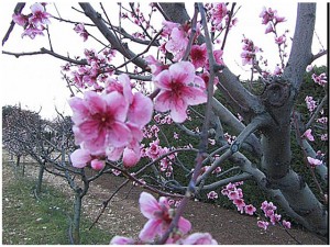 arbre fruitier chez N. Borde fruitier en fleur