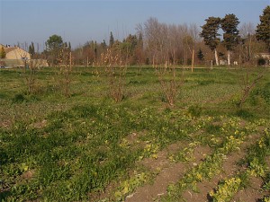 Entre les haies d'arbres les plantes