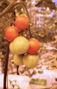 les tomates poussent sous la serre chauffée par la géothermie