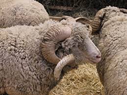 Moutons merinos Arles