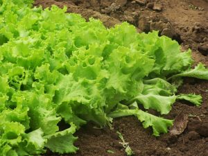 Salade issue de l'agriculture bio