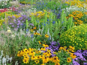 l'Agence pour la biodiversité et une prairie fleurie