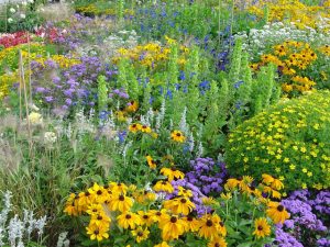 l'Agence pour la biodiversité et une prairie fleurie