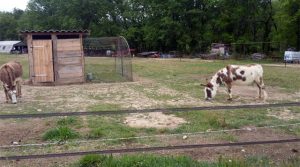 les animaux à la ferme