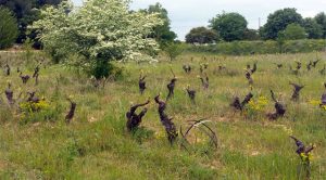 les vignes et les fruitiers