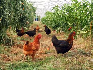 la Ferme de la Durette cherche paysan