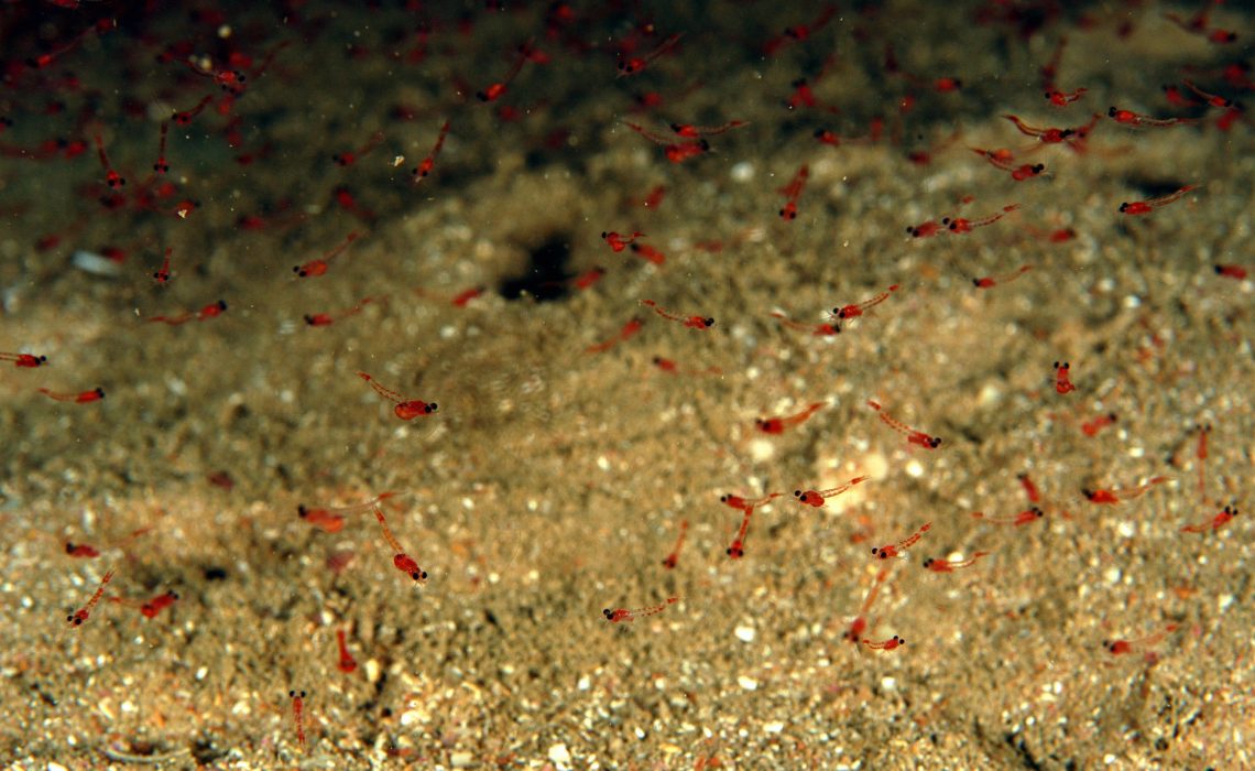 Mysidacés dans leur grotte. L'espèce s'appelle Hemimysis margalefi. C'est pris dans les calanques. Photo Roland Graille, CNRS.