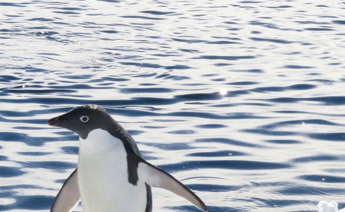 Manchots Adélie en Antarctique