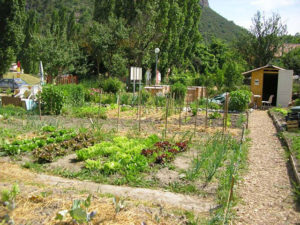 Jardinage écologique # 1 : concevoir & démarrer son potager Bleu Tomate le mag