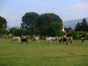 La ferme des Vaches du Luberon