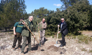 Plantation d'un olivier au Traou dou Gari