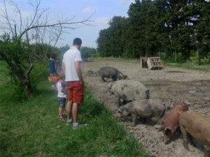 A la ferme, beaucoup d'animaux