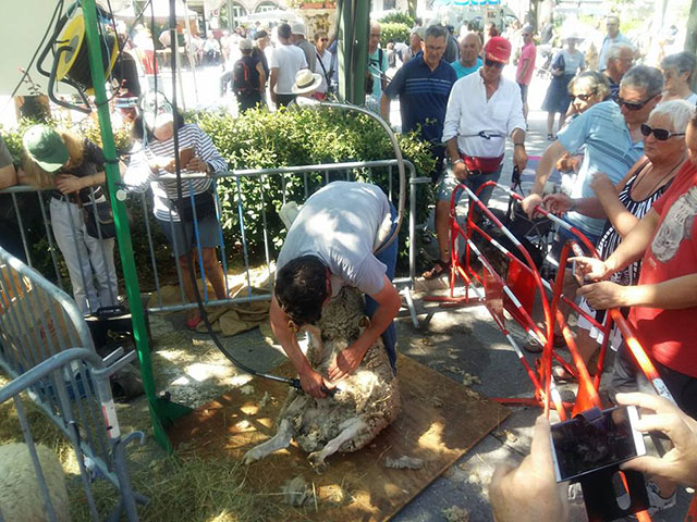 Fête de la Transhumance à Castellane Bleu Tomate le mag