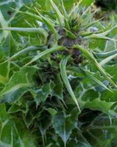 Balade botanique au jardin de l'ancien couvent Levat Bleu Tomate le mag