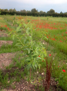 Collectif du Pays des Sorgues