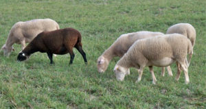 l'agneau de Sisteron a une AOP