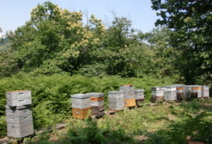 l'apiculture