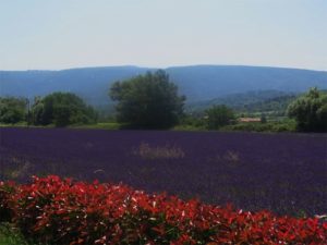 les cèdres sur le Petit Luberon