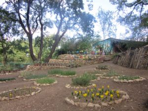 le potager d'un curieux et les tomates