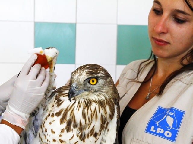 la LPO PACA prend soin des oiseaux