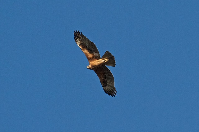 l'Aigle de Bonelli présent dans les Alpilles