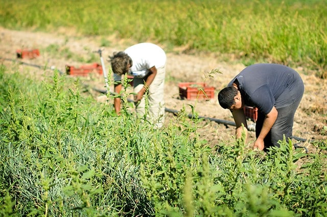 les jardiniers de Semailles