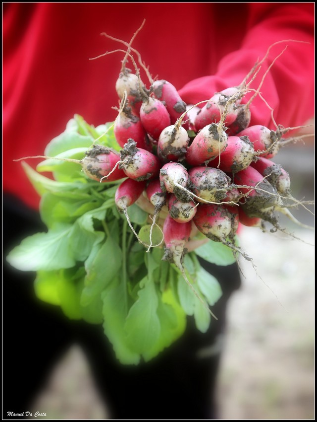 Semailles produit des radis bio