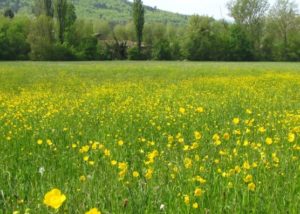 Luberon Céreste