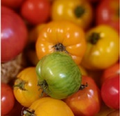 tomates au Jardin de Julien