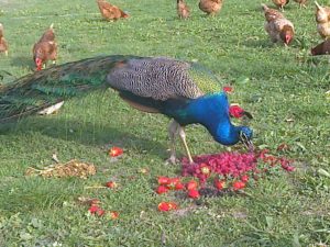 Fête paysanne à Caromb