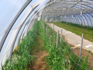 tunnels en agroforesterie