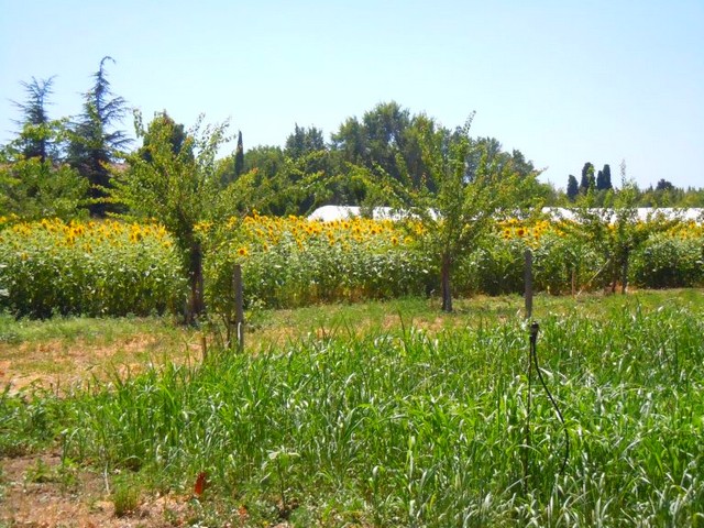 Scientifiques et agriculteurs à la Durette en agroforesterie