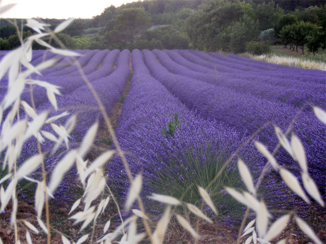 lavandin de Provence