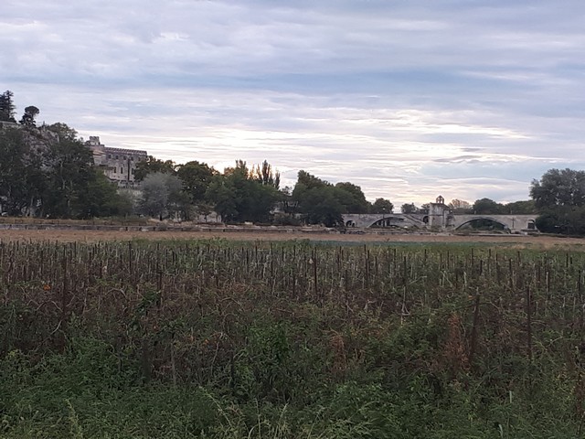 Vue sur le Pont d'Avignon au bord du Rhône