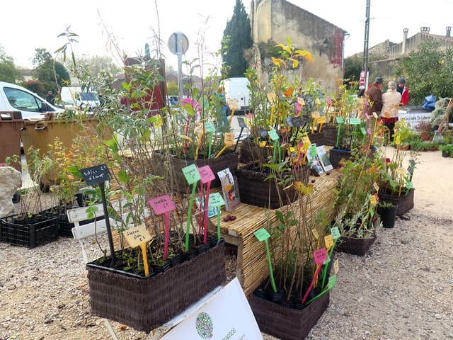 plantes anciennes et agriculture citoyenne