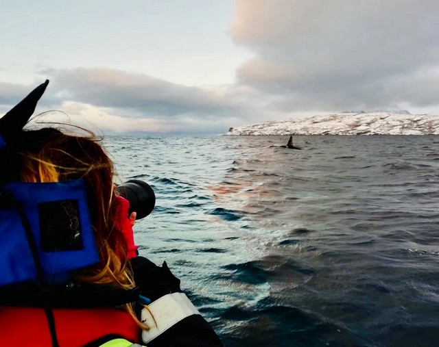 Ambre en Antarctique