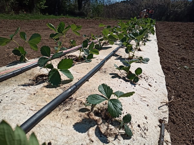 fraises bio en entreprise