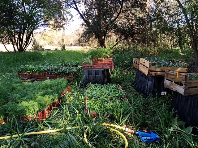 potager d'entreprise bio