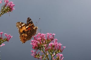 fleur et papillon