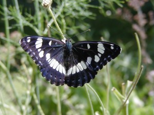 toutes ailes déployées le Sylvain Azuré