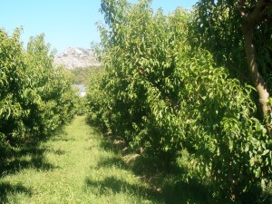 Les vergers des Jardins de Gaïa au pied du Luberon