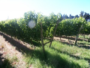 Aux Jardins de Gaïa les rangs de vignes