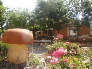 Saint-Trinit son bistrot communal et ses champignons et