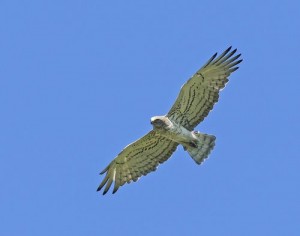 les oiseaux des Alpilles : le circaète